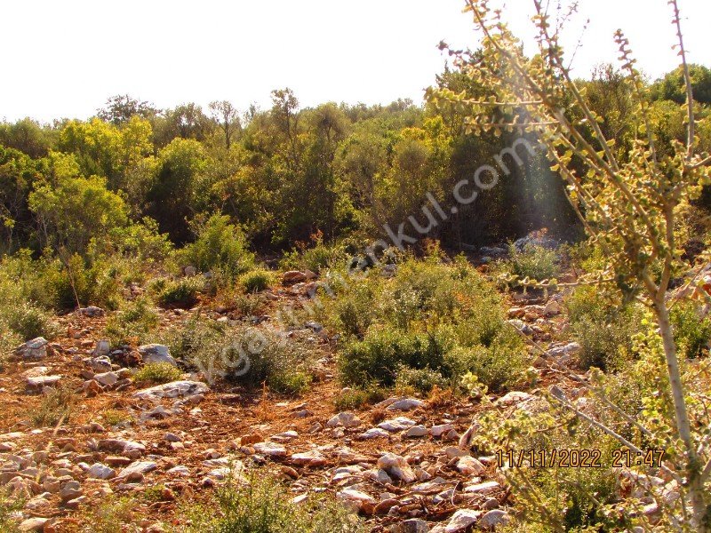 DİDİM AKYENİKÖYDE SATILIK İMARLI KÖŞEBAŞI ARSA